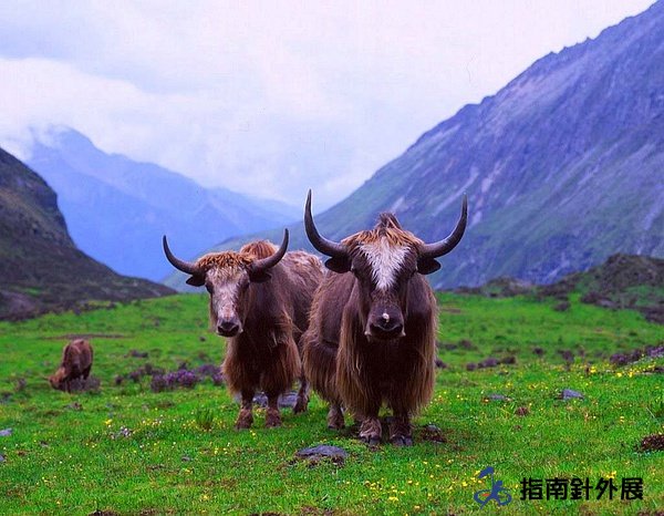 徒步四姑娘山毕棚沟――翻越中国的阿尔卑斯山